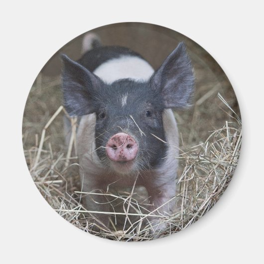 Meerschweinchen Magnet (Vorne)