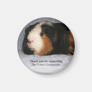 Meerschweinchen-Magnet #4 Magnet