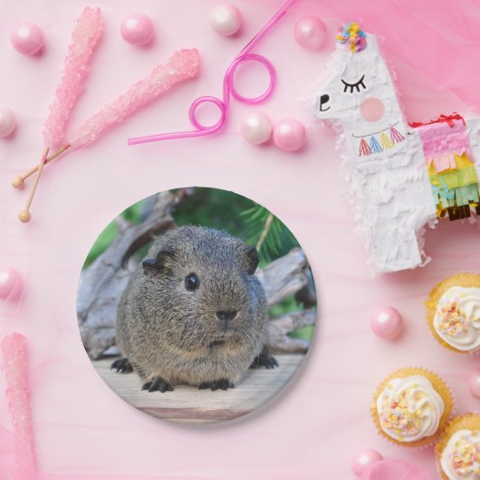Meerschweinchen Pappteller (Party)