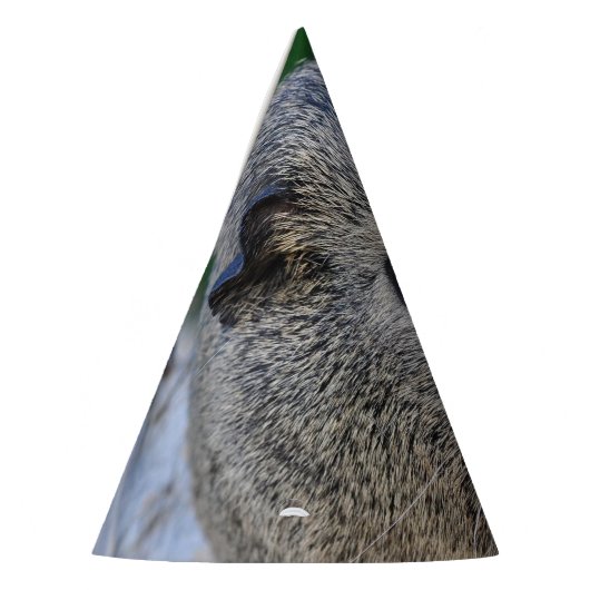 Meerschweinchen Partyhütchen (Links)