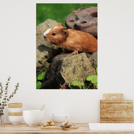 Meerschweinchen Poster (Küche)