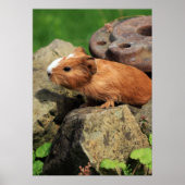 Meerschweinchen Poster (Vorne)