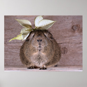 Meerschweinchen Poster
