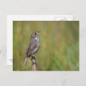 Meerschweinchen Postkarte (Vorne/Hinten)