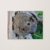 Meerschweinchen Puzzle (Horizontal)