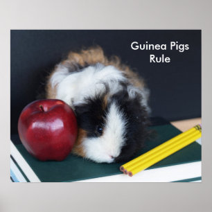 Meerschweinchen regieren Poster