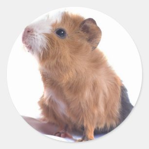 Meerschweinchen Runder Aufkleber