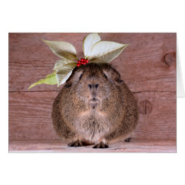 Meerschweinchen-Schatz