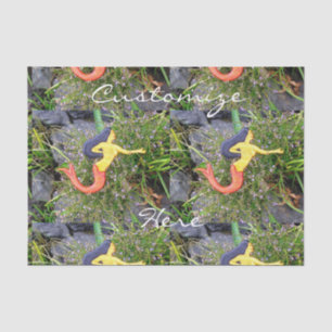 Meerschweinchen Seidenpapier