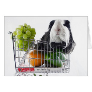 Meerschweinchen shopping spree