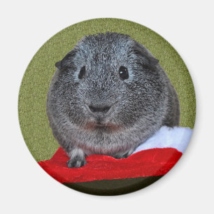 Meerschweinchen-Weihnachten Magnet