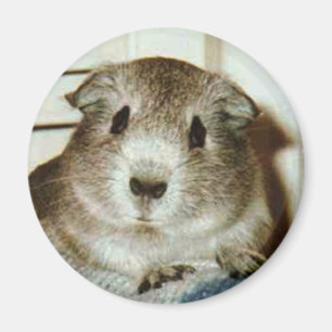 Meerschweinchenmagnet Magnet
