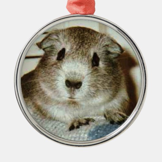 Meerschweinchenweihnachtsverzierung Silbernes Ornament (Vorne)