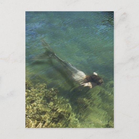 Meerwasser Postkarte (Vorderseite)