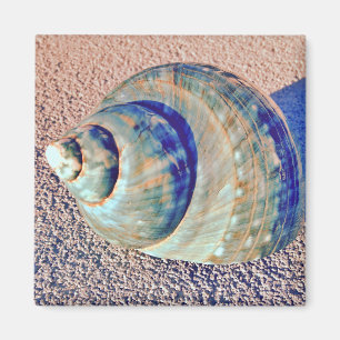 MeerWelk Seashell Magnet
