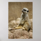 Meetkat Posterq Poster (Vorne)