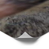 Meg the Pig Poster (Ecke)