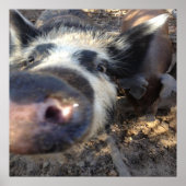 Meg the Pig Poster (Vorne)