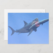 Megalodon frisst einen Wal Postkarte (Vorne/Hinten)