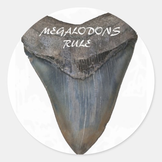 Megalodon Haifisch-Zahn Runder Aufkleber (Vorderseite)