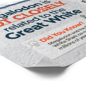 Megalodon Shark - Predator! 24x36" Poster (Ecke)