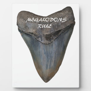 Megalodon Shark Tooth Fotoplatte