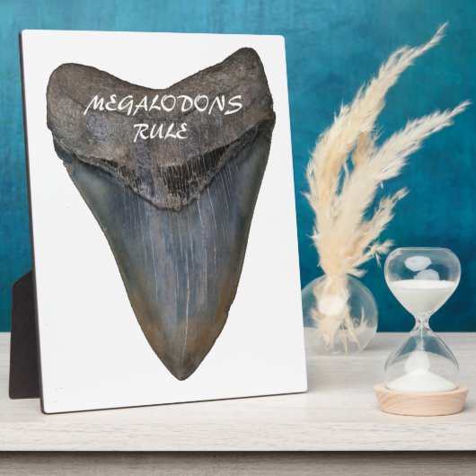 Megalodon Shark Tooth Fotoplatte (Seite)