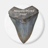 Megalodon Shark Tooth Magnet (Vorne)