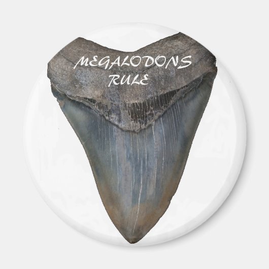 Megalodon Shark Tooth Magnet (Vorne)