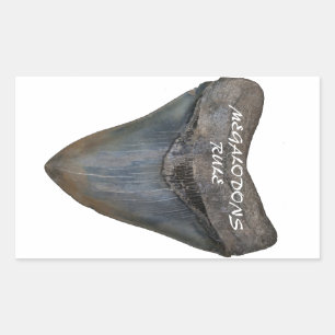 Megalodon Shark Tooth Rechteckiger Aufkleber
