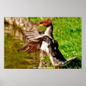 Meganser Duck Poster (Vorne)