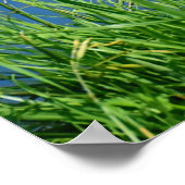 Meganser Duck Poster (Ecke)