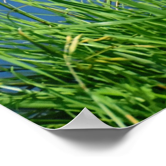 Meganser Duck Poster (Ecke)