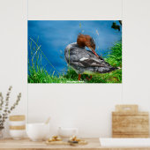 Meganser Duck Poster (Küche)