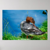 Meganser Duck Poster (Vorne)