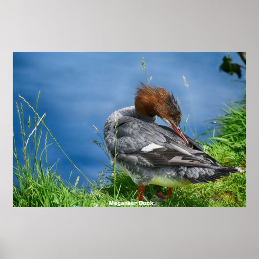 Meganser Duck Poster (Vorne)