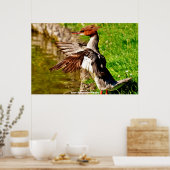 Meganser-Ente Poster (Küche)