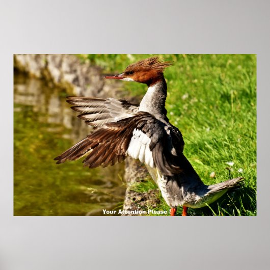 Meganser-Ente Poster (Vorne)