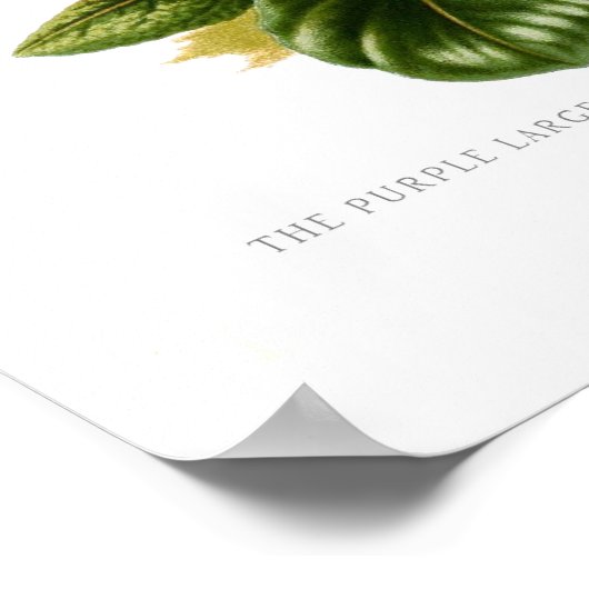 Megasea purpurascens (lila Steinbrech) Poster (Ecke)