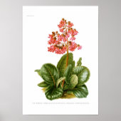 Megasea purpurascens (lila Steinbrech) Poster (Vorne)