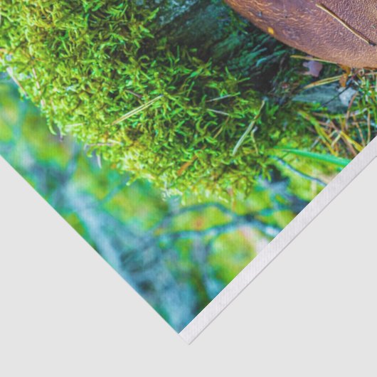 Mehlkopfgras Seidenpapier (Ausschnitt)