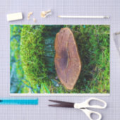 Mehlkopfgras Seidenpapier (Handwerk)