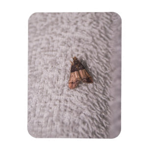 Mehlmotte Magnet
