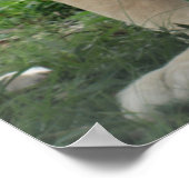 Mehr als Löwen in Südafrika Poster (Ecke)