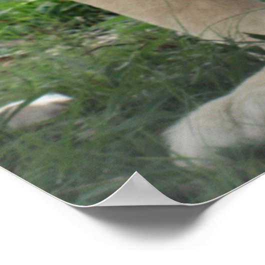 Mehr als Löwen in Südafrika Poster (Ecke)