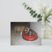 mehr, als Sie kauen können Postkarte (Stehend Vorderseite)