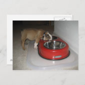 mehr, als Sie kauen können Postkarte (Vorne/Hinten)