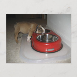 mehr, als Sie kauen können Postkarte