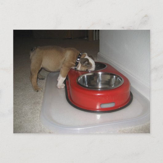 mehr, als Sie kauen können Postkarte (Vorderseite)