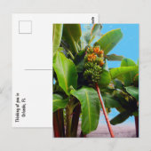 Mehr Bananen Postkarte (Vorne/Hinten)